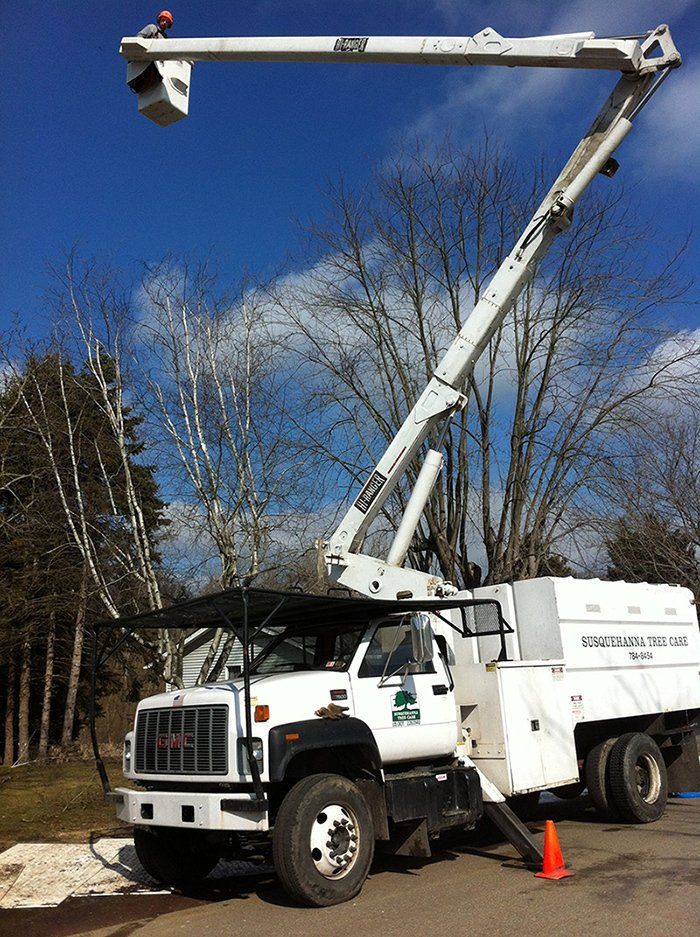 Tree removal service