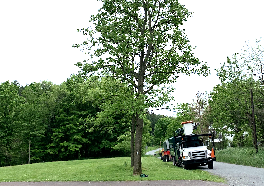 Tree removal service