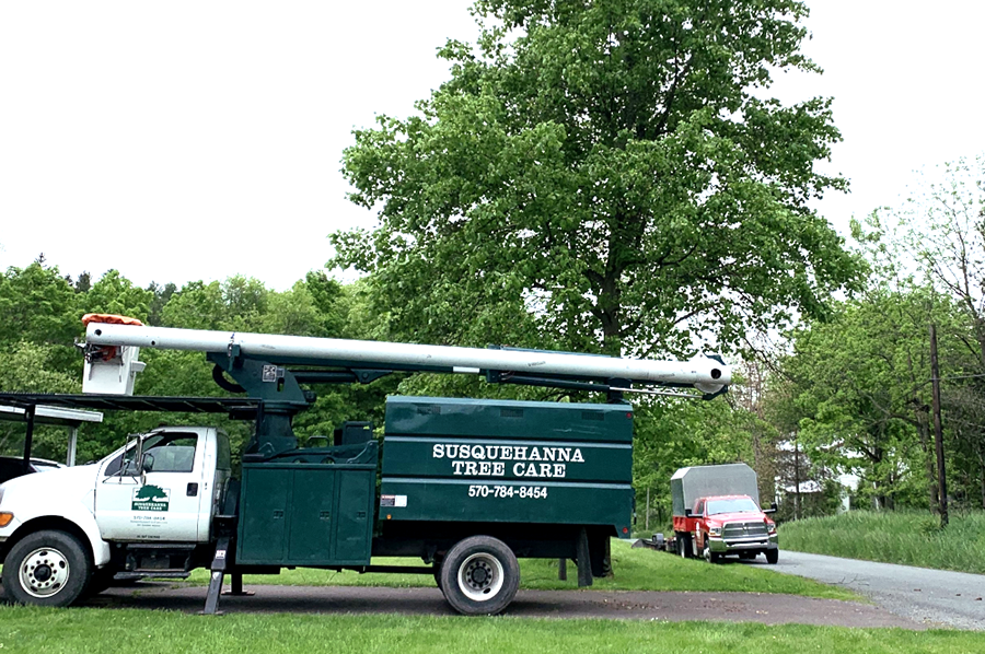 Tree removal service