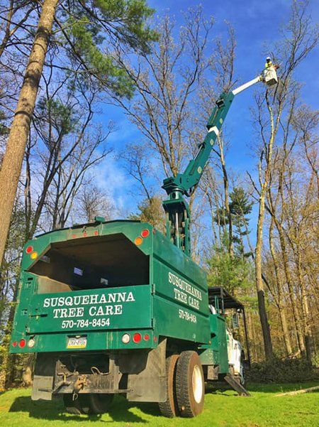 Tree removal service