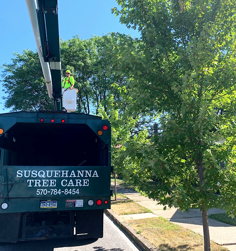 Tree removal service