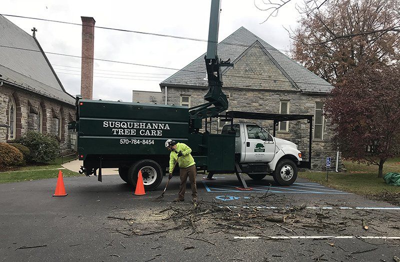 Tree removal service