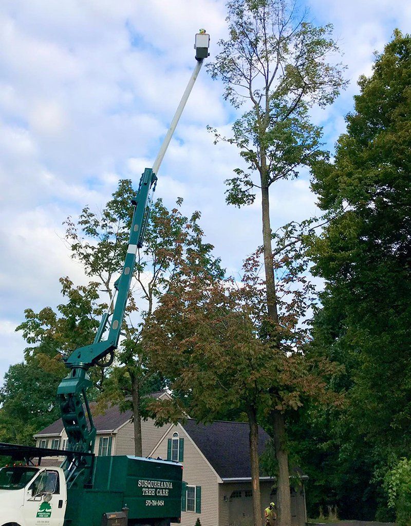 Tree removal service