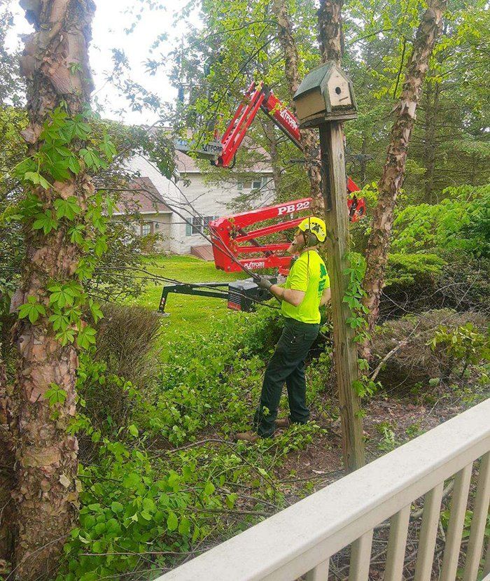 Tree service