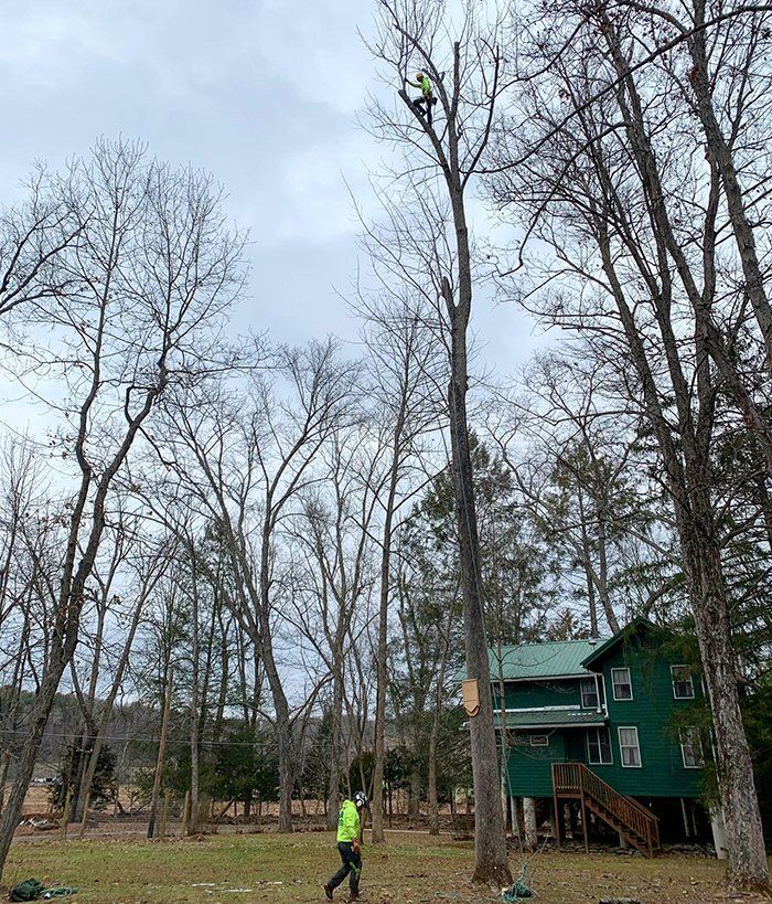 Tree service