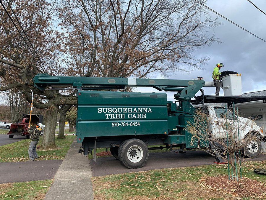 Tree removal service