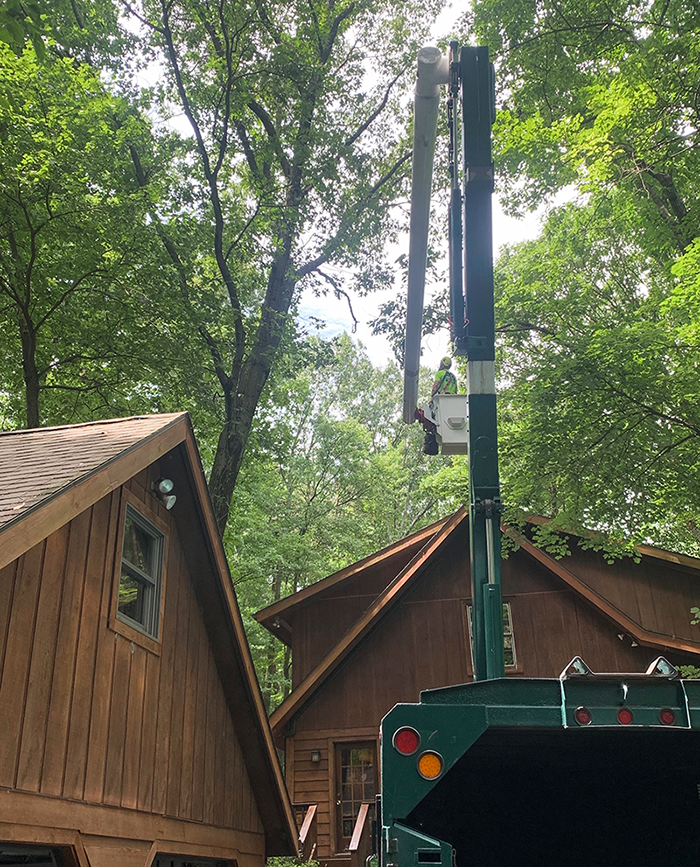 Tree removal service