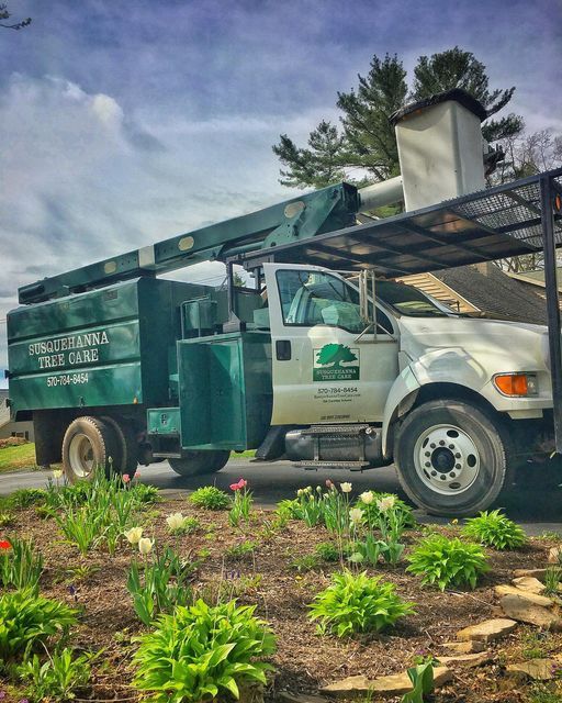 Tree removal service