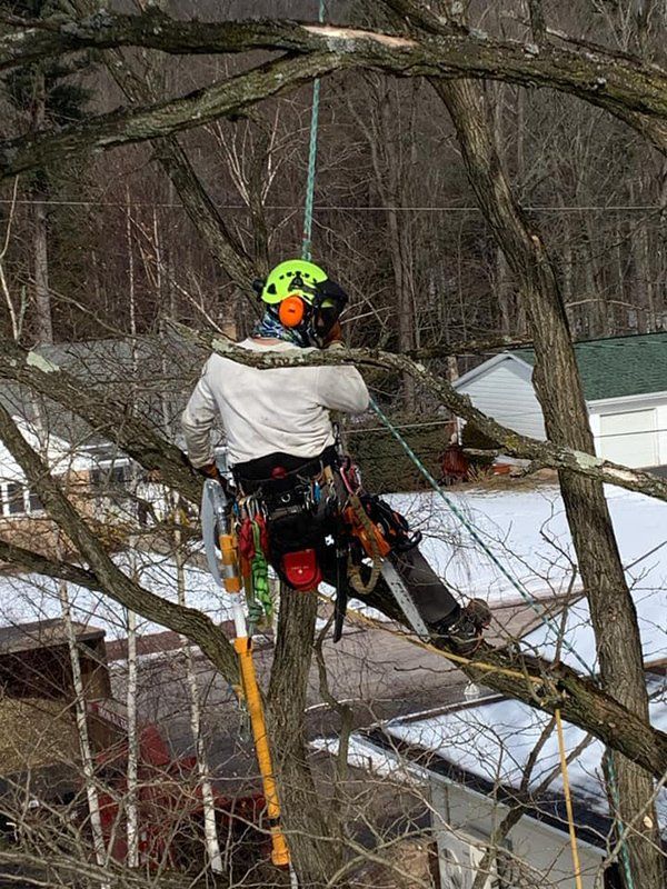Tree removal service