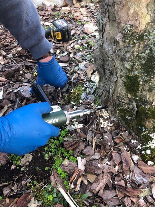 Tree removal service