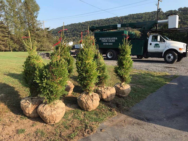 Tree service
