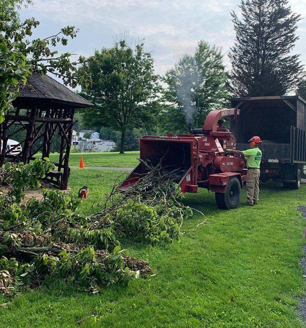 Tree removal service