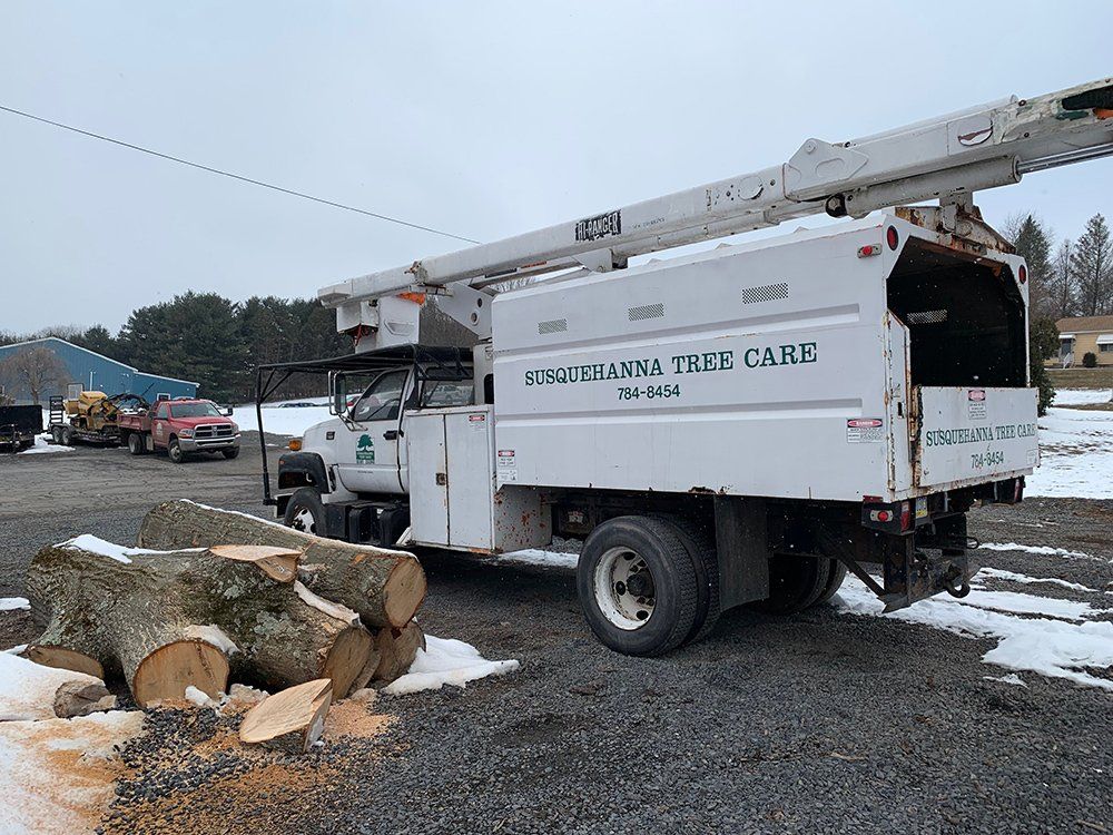 Tree removal service