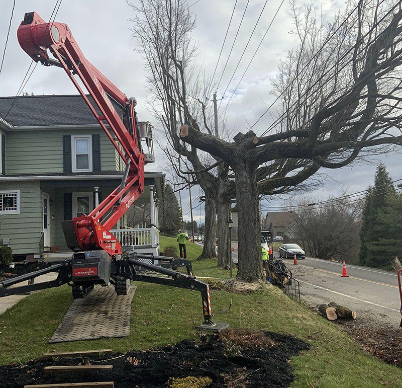 Tree removal service