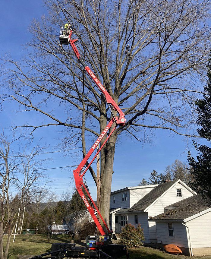 Tree removal service