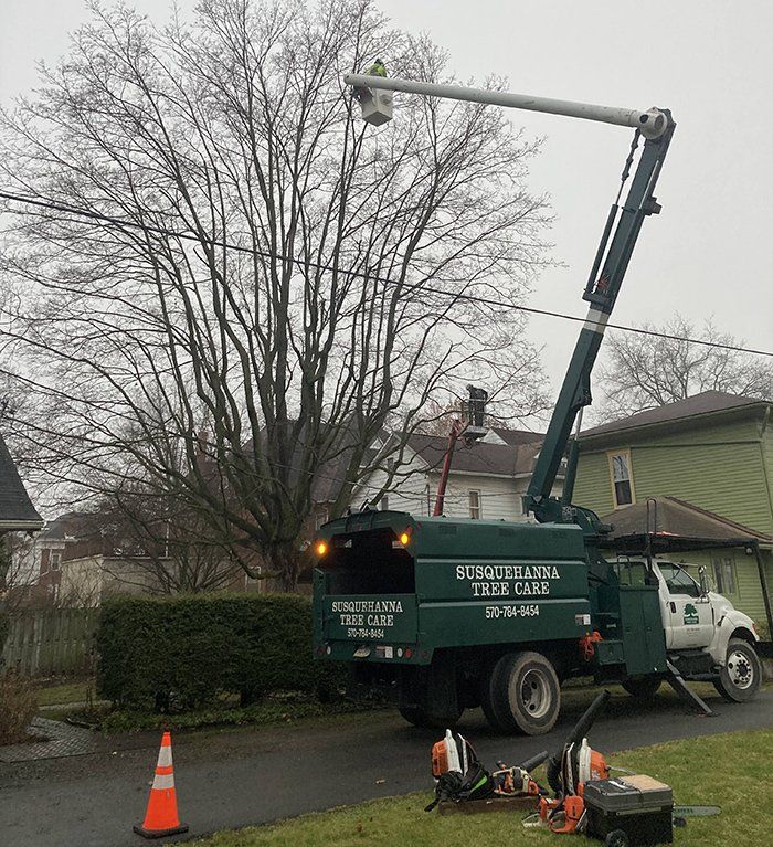 Tree removal service