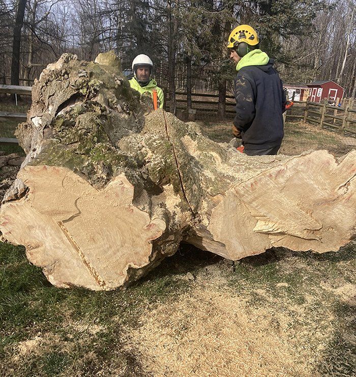 Tree removal service