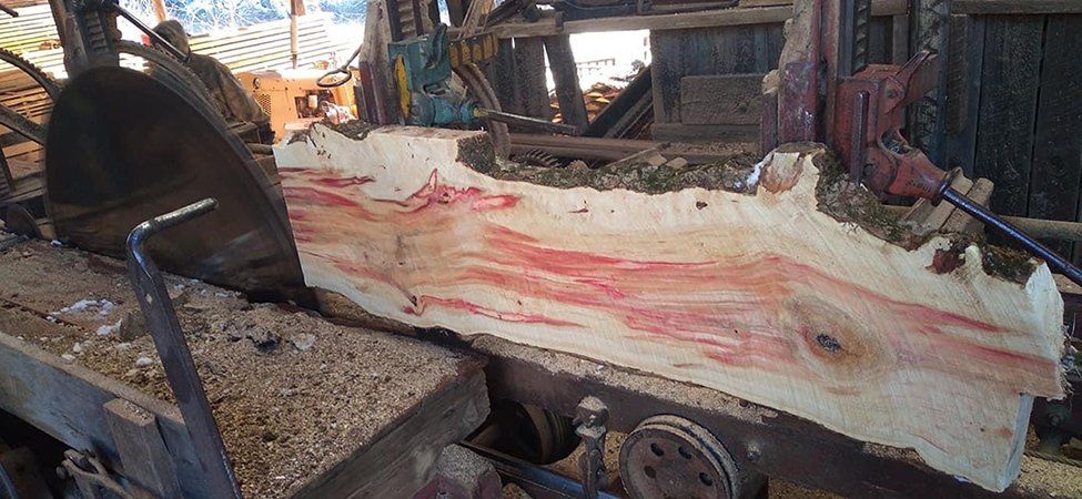 Tree removal service