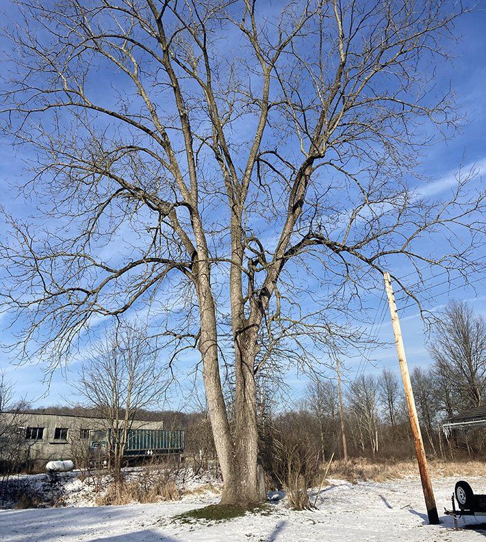 Tree removal service