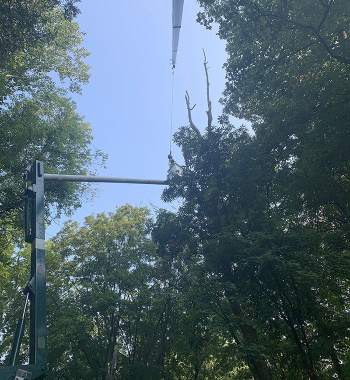 Tree removal service