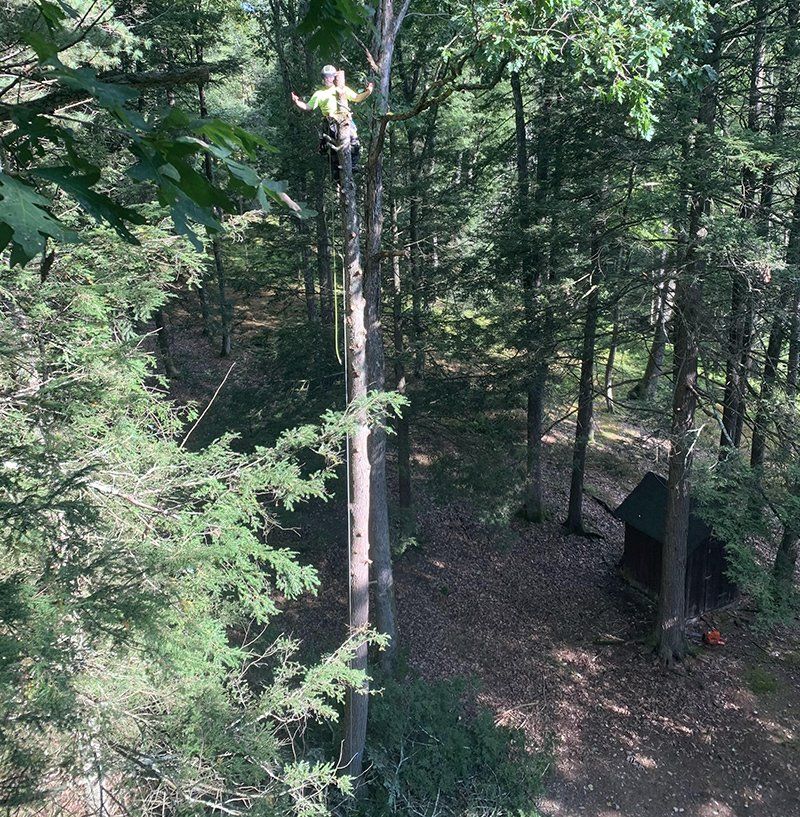 Tree removal service