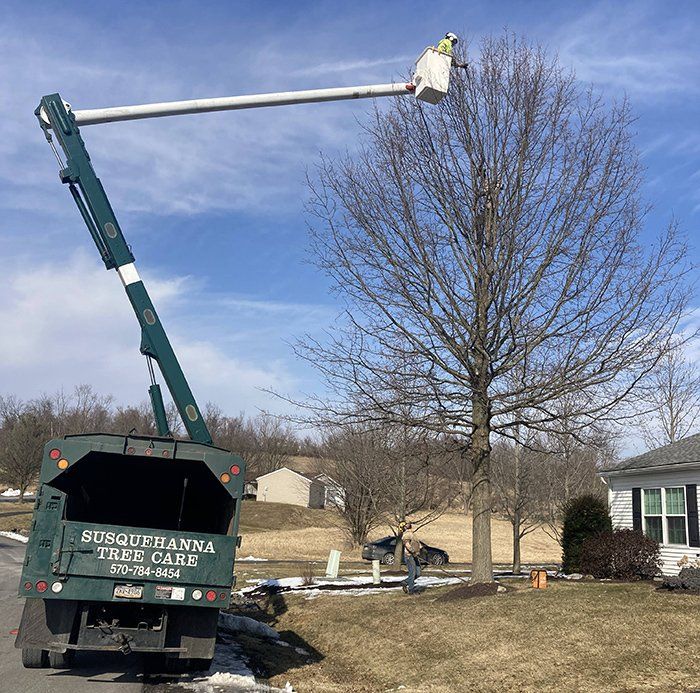 Tree removal service