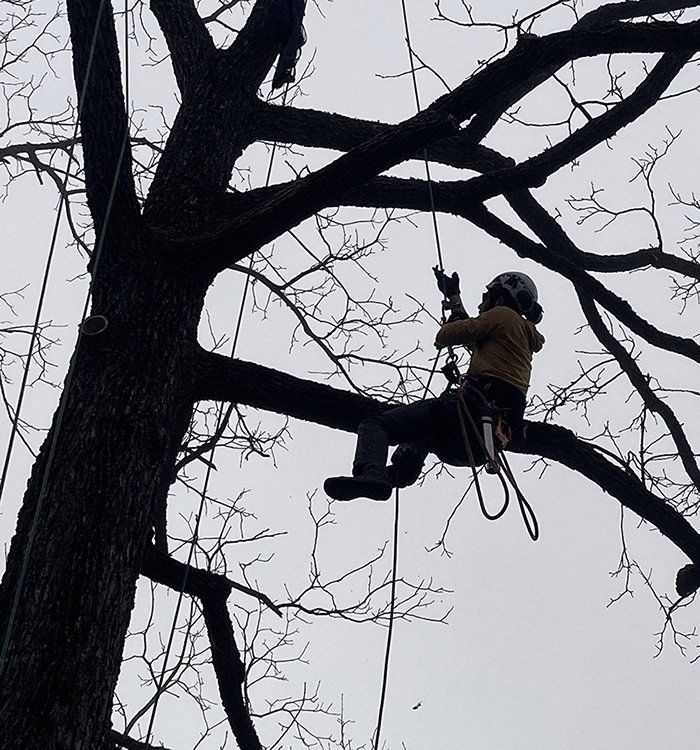 Tree removal service