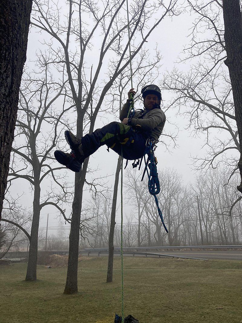 Tree removal service