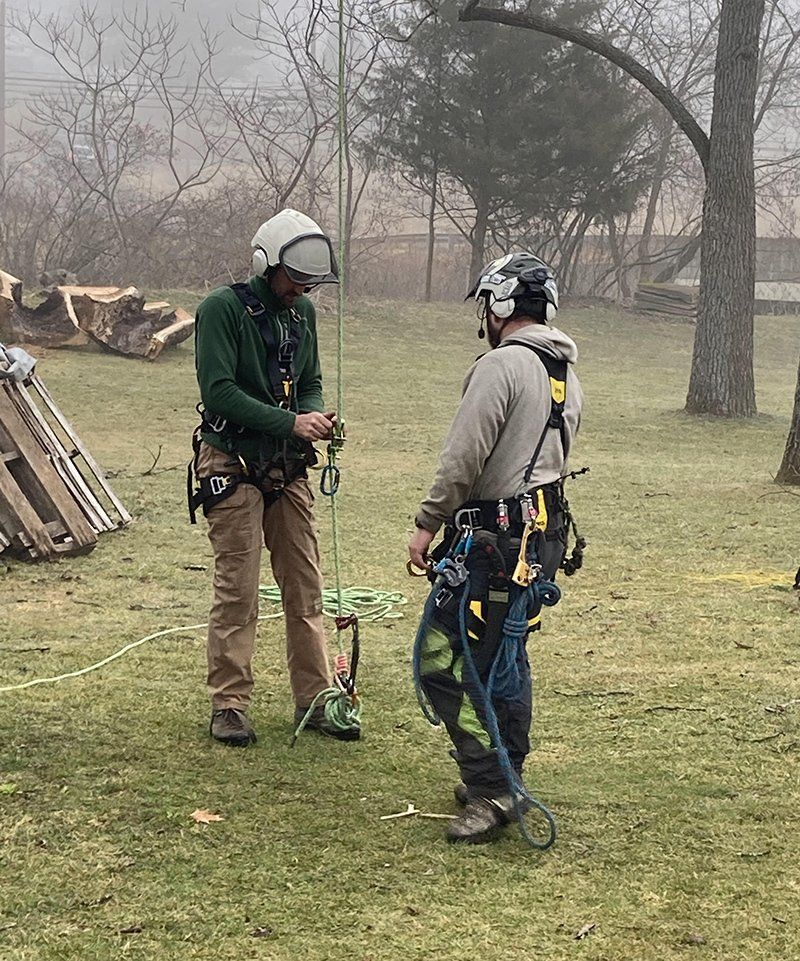 Tree removal service