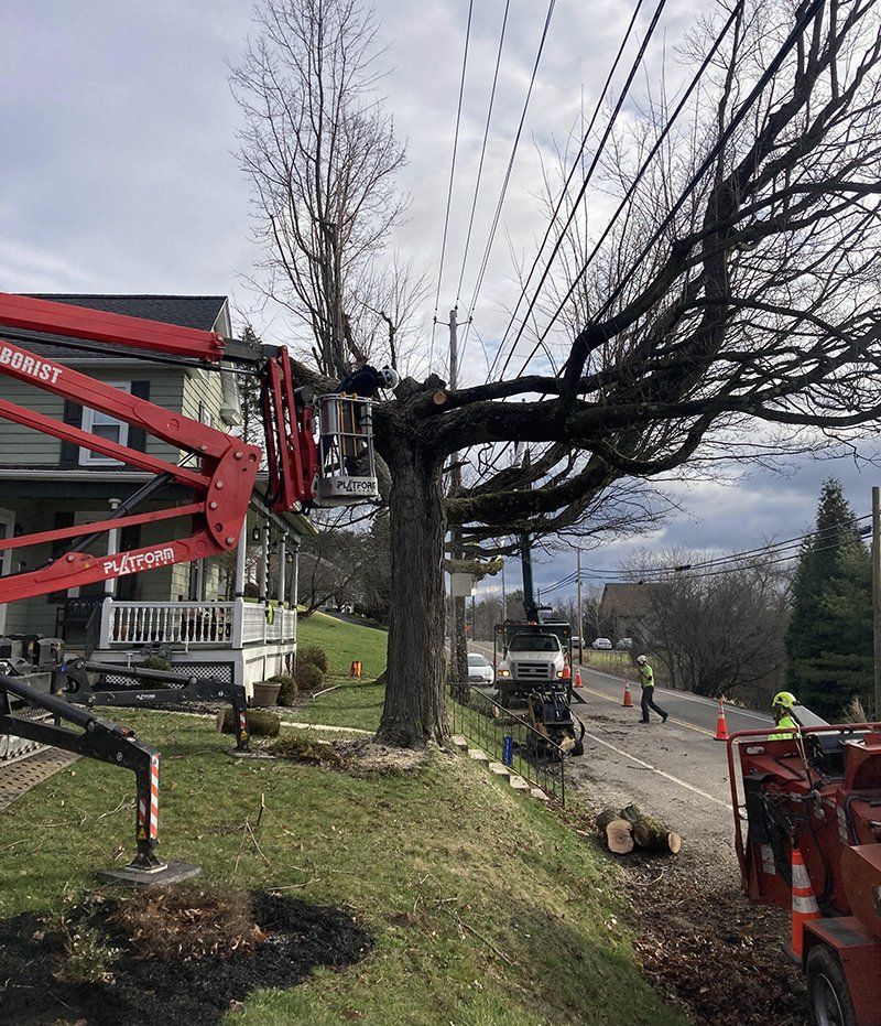 Tree removal service