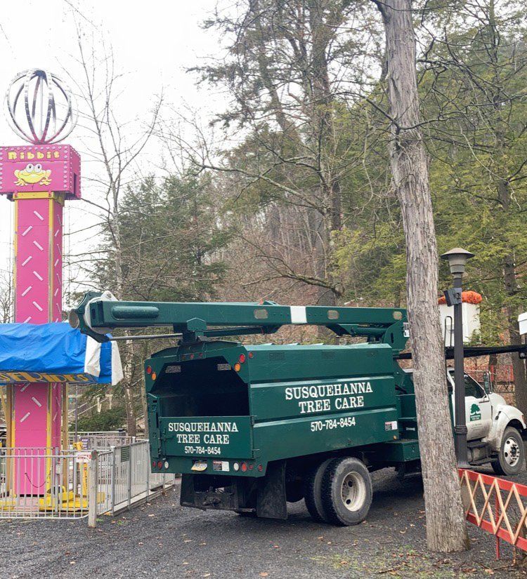 Tree removal service