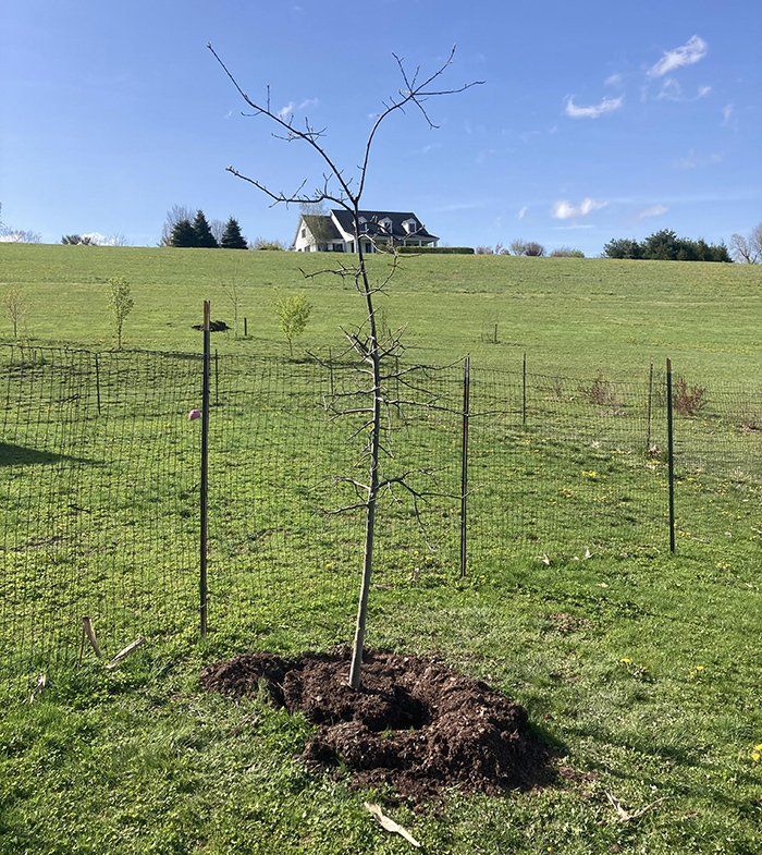 Tree health service