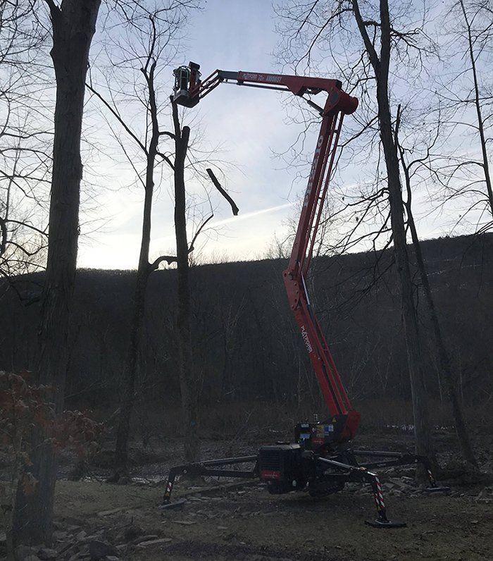 Tree removal service