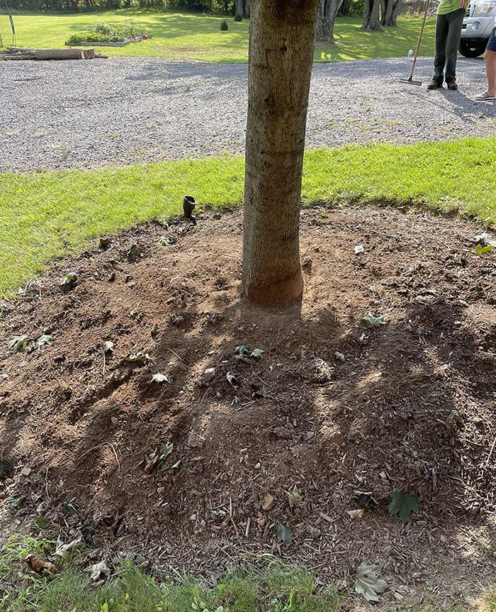 Tree health service