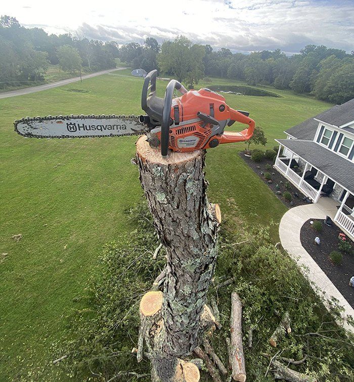 Tree removal service