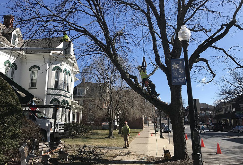 Tree removal service