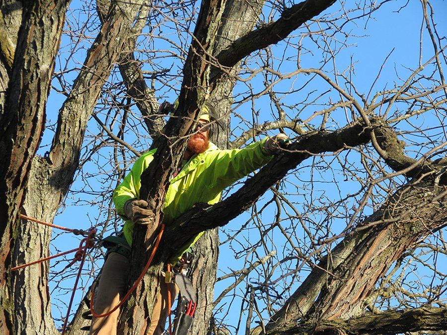 Tree removal service