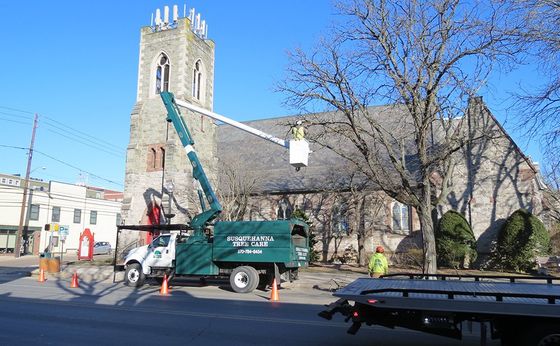 Professional tree services