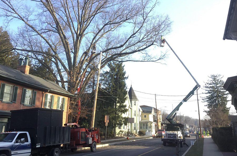 Tree removal service