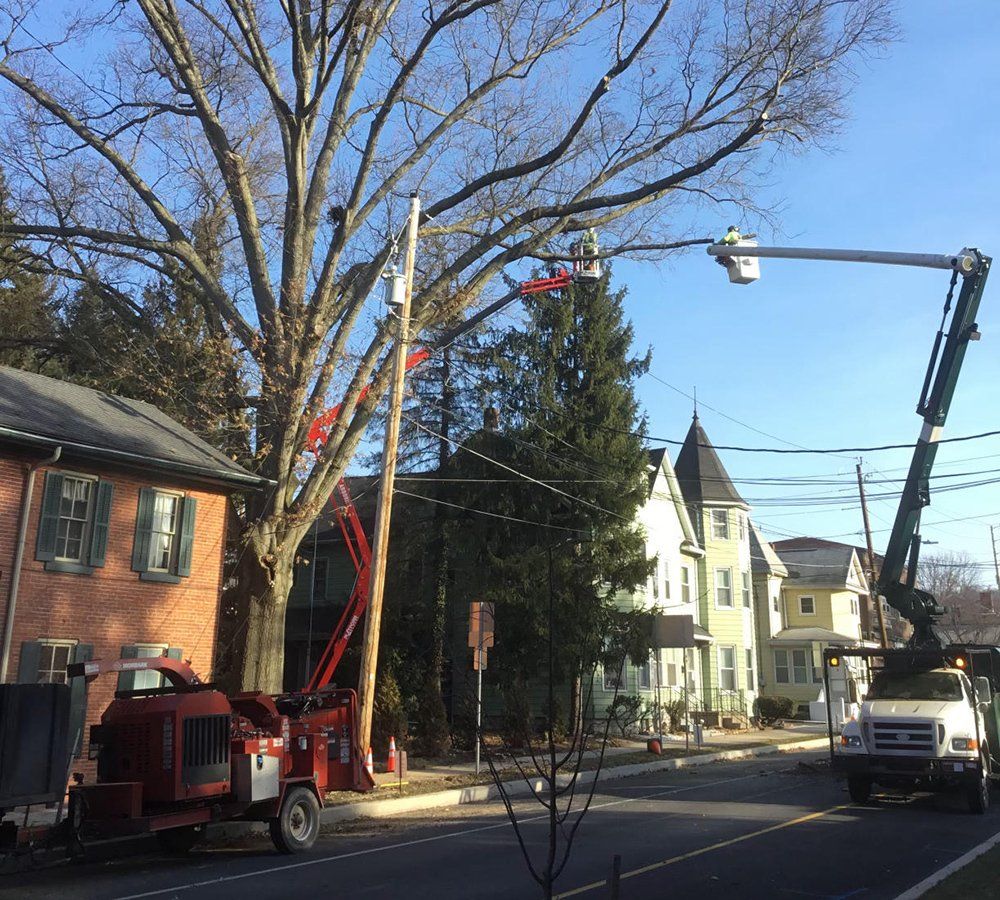 Tree removal service