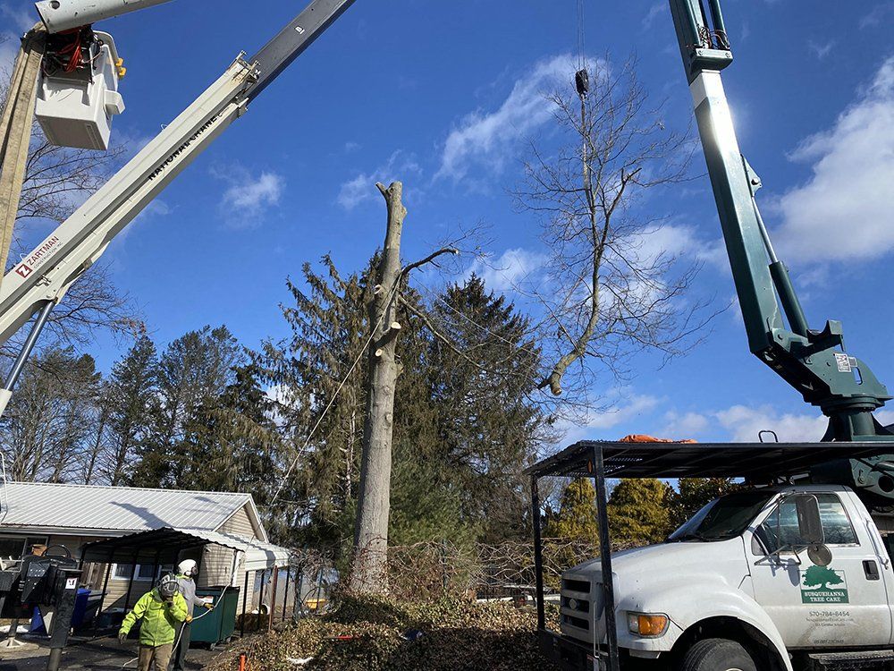 Tree removal service