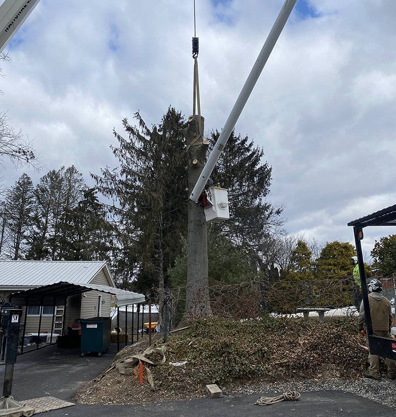 Tree removal service