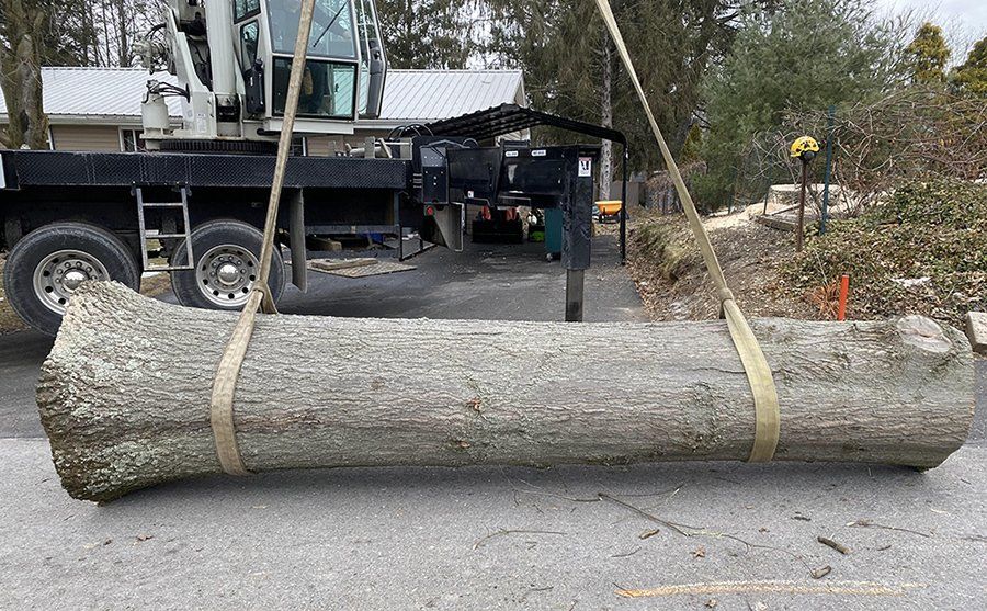 Tree removal service