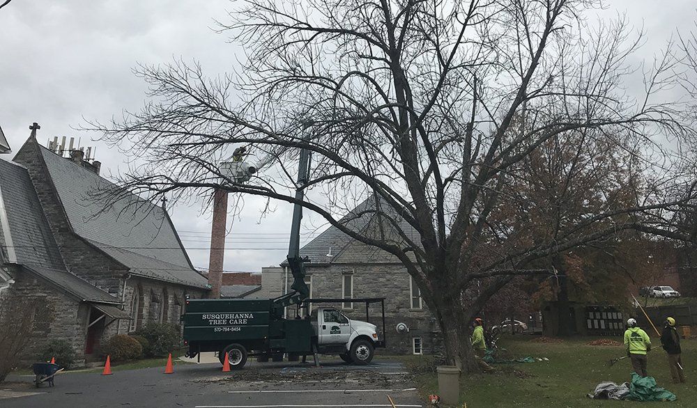 Tree removal service