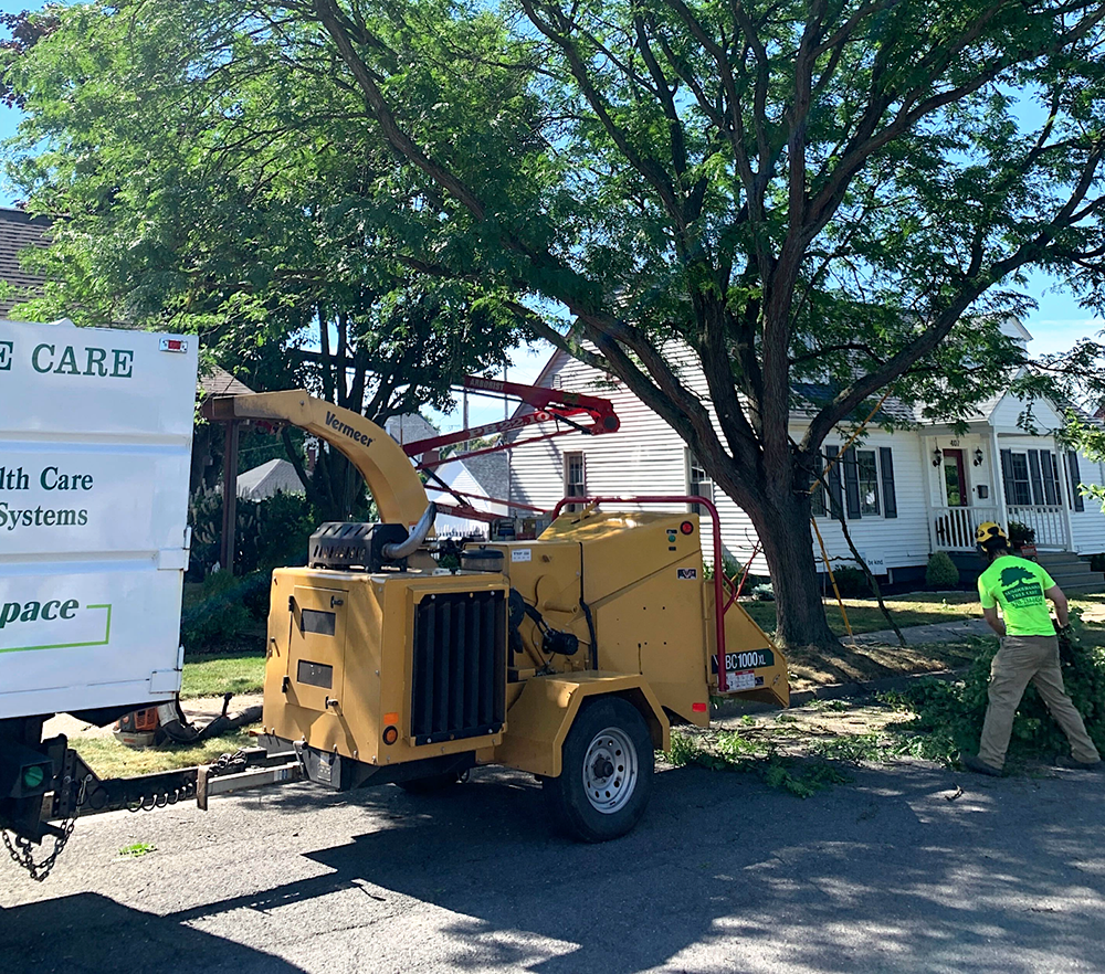 Tree removal service
