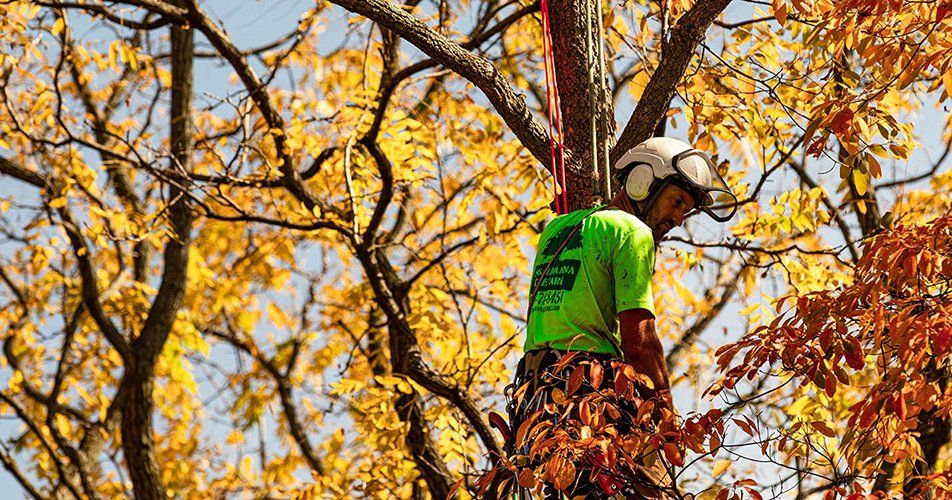 Tree removal service