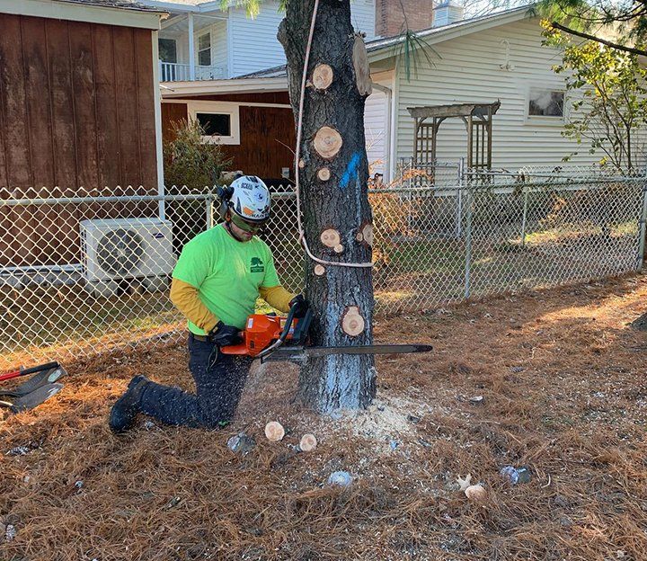 Arborist removing a tree