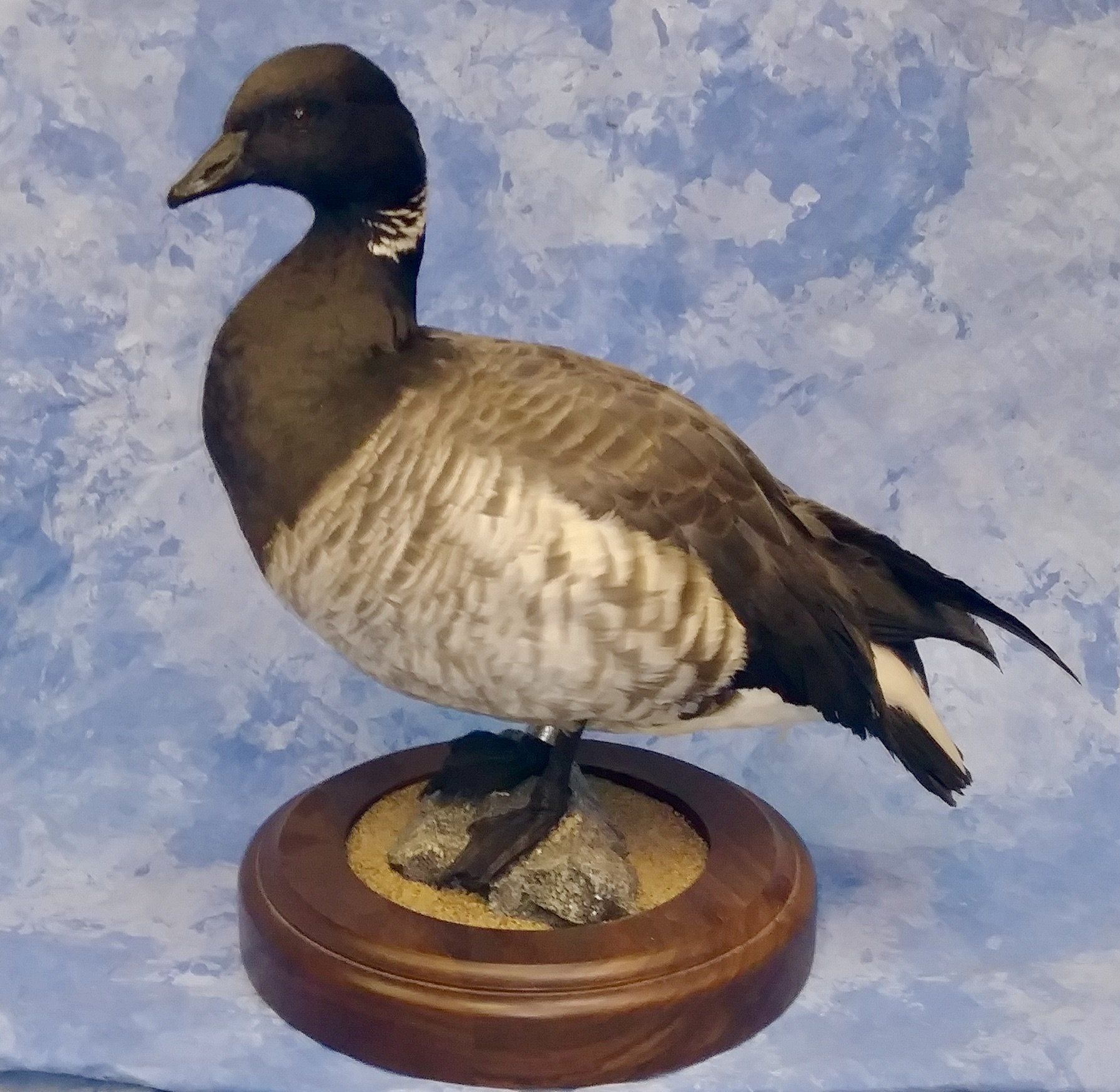 Ducks and Birds Taxidermy photo gallery