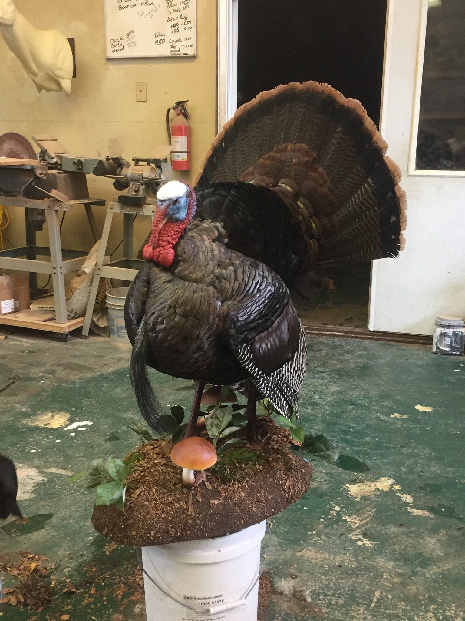 Turkey Taxidermy photo gallery
