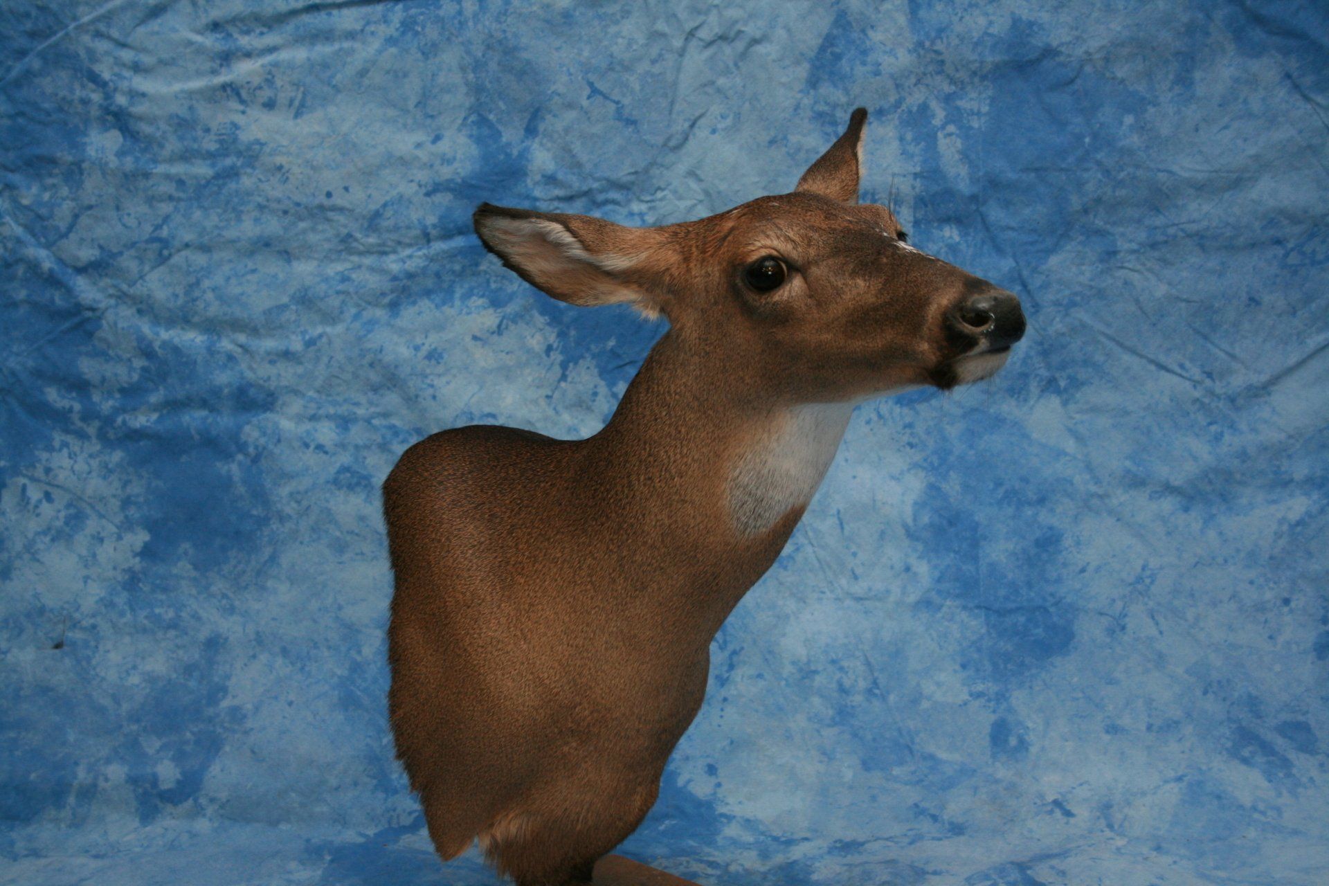 Game Head and Pedestals photo gallery